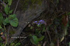 Scutellaria violacea